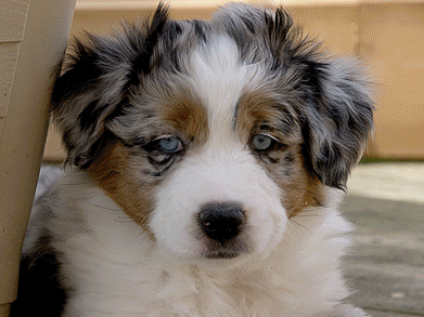 Wilken van Dyke´s Mini Aussie Annie